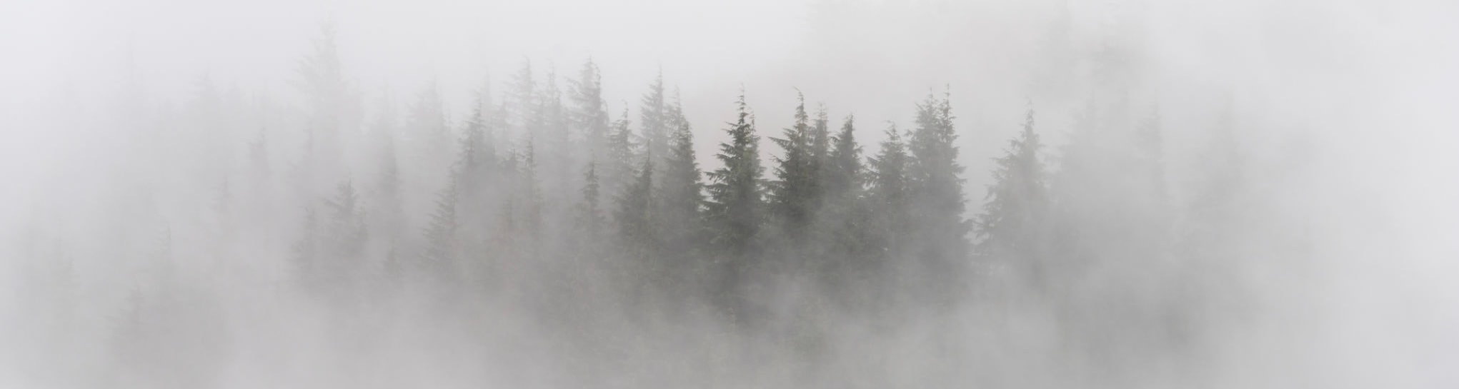 Misty Pacific Northwest forest — the Inland Northwest region FiberCraft serves